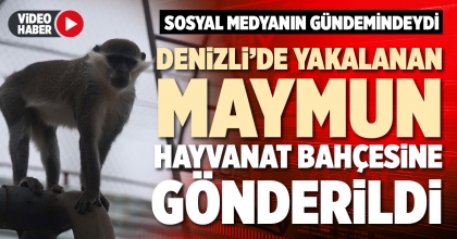 DENİZLİ’DE YAKALANAN MAYMUN HAYVANAT BAHÇESİNE GÖNDERİLDİ 