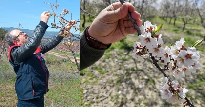 DENİZLİ’DE ZİRAİ DON SONRASI SAHA ÇALIŞMALARI SÜRÜYOR