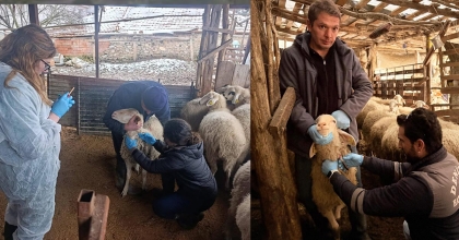 DENİZLİ İL TARIM VE ORMAN MÜDÜRLÜĞÜNDEN KAPSAMLI ŞAP TARAMASI