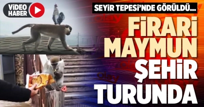 FİRARİ MAYMUN ŞEHİR TURUNDA