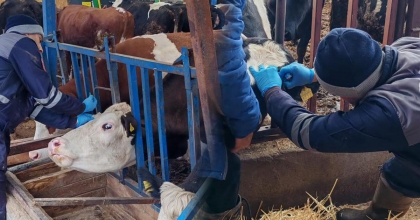 HAYVAN HASTALIKLARINA KARŞI AŞILAMALAR SÜRÜYOR