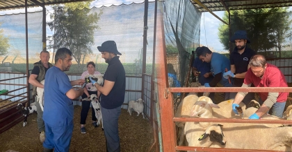 HAYVAN SAĞLIĞI VE KAYIT ALTINA ALMA ÇALIŞMALARI SÜRÜYOR