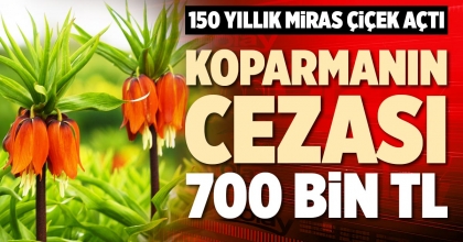 KOPARMANIN CEZASI 700 BİN TL