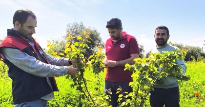 MEYVE BAHÇELERİ DENETLENDİ