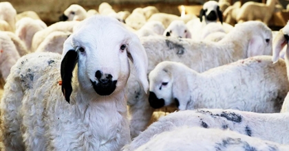 DENİZLİLİ YETİŞTİRİCİLERE MÜJDE: NİSAN AYI DESTEK BAŞVURU SÜRECİ