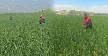 SARAYKÖY'DE BUĞDAYA SÜNE DENETİMİ