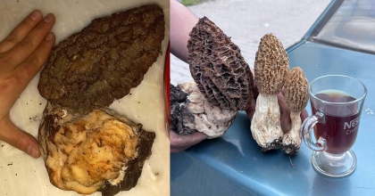 SERİNHİSAR’DA DEV KUZUGÖBEĞİ BULUNDU