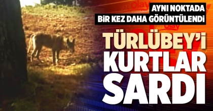 TÜRLÜBEY’İ KURTLAR SARDI