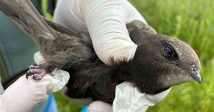 EBABİL KUŞU YENİDEN GÖKYÜZÜYLE BULUŞTU
