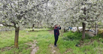 ZİRAİ DON UYARISI YAPILAN BÖLGELERDE HASAR TESPİT ÇALIŞMASI YAPILDI
