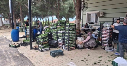 TAZE BAĞ YAPRAĞI AİLE EKONOMİSİNE CAN SUYU OLDU
