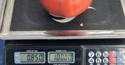 AYDIN’DA 850 GRAMLIK DOMATES PAZARDA İLGİ GÖRDÜ
