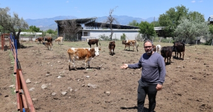 YERLİ IRKLAR DAHA DAYANIKLI