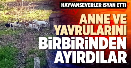 ANNE VE YAVRULARINI BİRBİRİNDEN AYIRDILAR
