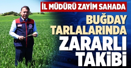 BUĞDAY TARLALARINDA ZARARLI TAKİBİ