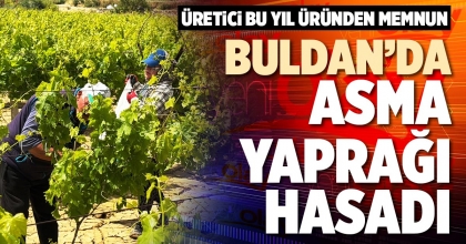 BULDAN’DA ASMA YAPRAĞI HASADI