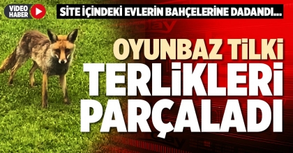 OYUNBAZ TİLKİ TERLİKLERİ PARÇALADI