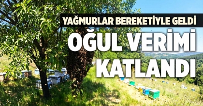 YAĞMURLAR BEREKETİYLE GELDİ OĞUL VERİMİ KATLANDI