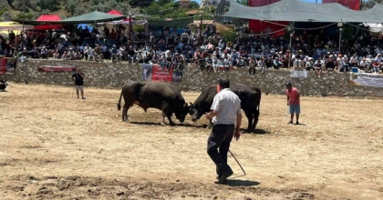 GERMENCİK’TE 63 ÇİFT BOĞA GÜREŞTİ

