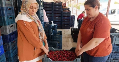 25 YIL ÖNCE DİKİLEN KİRAZ FİDANLARI SELENDİ’Yİ AVRUPA’YA TAŞIDI
