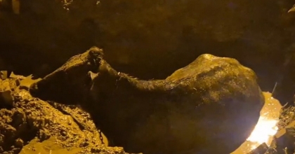 İNEK BELEDİYENİN KAZDIĞI ÇUKURA DÜŞTÜ
