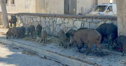 BODRUM’DA GÜNDÜZ VAKTİ DOMUZ SÜRÜSÜ MAHALLEYE İNDİ
