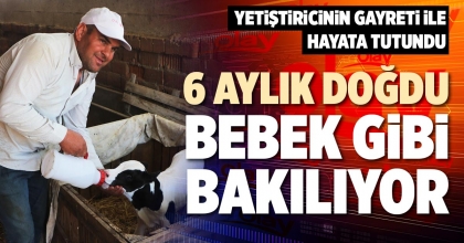 6 AYLIK DOĞDU, BEBEK GİBİ BAKILIYOR