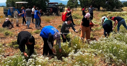 BEKİLLİ’DE GÖNÜLLÜ GENÇLER KEKİK HASADINA KATILDI