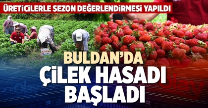 BULDAN’DA ÇİLEK HASADI BAŞLADI