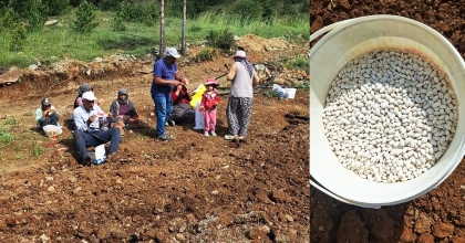 ÇAMELİ’DE FASULYE EKİM MESAİSİ BAŞLADI