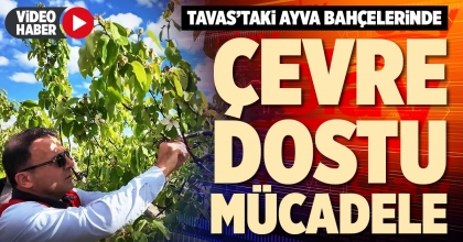 TAVAS’TAKİ AYVA BAHÇELERİNDE ÇEVRE DOSTU MÜCADELE