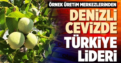 DENİZLİ CEVİZDE TÜRKİYE LİDERİ