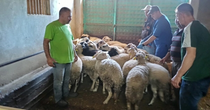 DENİZLİ’DE KÜÇÜKBAŞLAR KAYIT ALTINDA