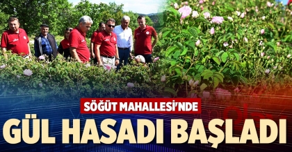 SÖĞÜT MAHALLESİ'NDE GÜL HASADI BAŞLADI