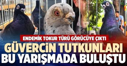 GÜVERCİN TUTKUNLARI BU YARIŞMADA BULUŞTU