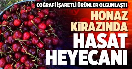 HONAZ KİRAZINDA HASAT HEYECANI