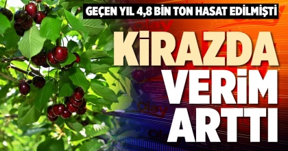 KİRAZDA VERİM ARTTI