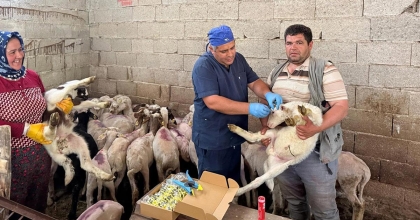 KÜÇÜKBAŞ AŞILAMA VE KÜPELEME ÇALIŞMALARI SÜRÜYOR