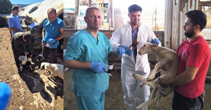 KÜÇÜKBAŞ HAYVANLARDA AŞILAMA VE KÜPELEME ÇALIŞMASI