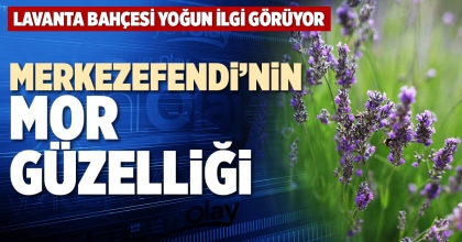 MERKEZEFENDİ’NİN MOR GÜZELLİĞİ