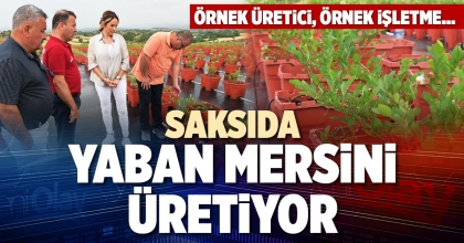 SAKSIDA YABAN MERSİNİ ÜRETİYOR