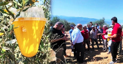 BULDAN'DA ZEYTİN SİNEĞİNE KARŞI BİYOTEKNİK MÜCADELE BAŞLADI