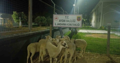 KOÇARLI’DA 15 KOYUN EVİN BAHÇESİNDEN ÇALINDI
