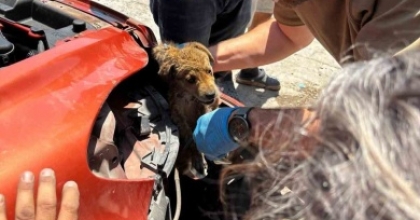 ARAÇ TAMPONUNA SIKIŞAN YAVRU KÖPEĞİ VETERİNER HEKİMLER KURTARDI
