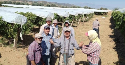 DÜNYACA ÜNLÜ SULTANİYE ÜZÜMÜNE BEYAZ KALKAN
