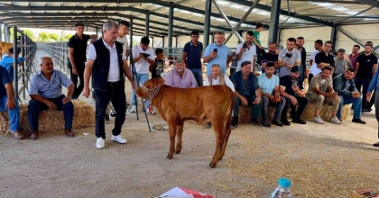 YILIN EN GÜZEL BUZAĞISI 40 GÜNLÜK BUZAĞI OLDU
