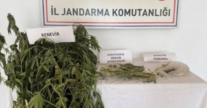 EFELER’DE KENEVİR OPERASYONU
