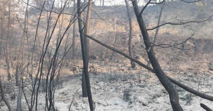 SEYDİKEMER’DEKİ ORMAN YANGININDA 24 SAATİ AŞKIN SÜREN MÜCADELENİN ARDINDAN ACI TABLO ORTAYA ÇIKTI
