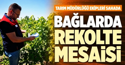 BAĞLARDA REKOLTE MESAİSİ