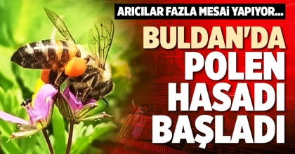 BULDAN'DA POLEN HASADI BAŞLADI